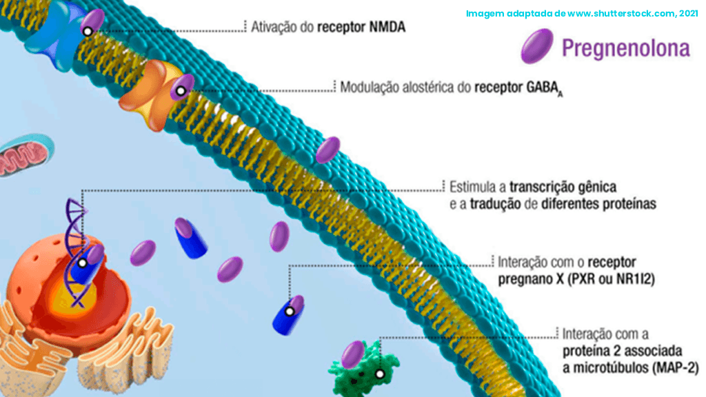 Pregnenolona: exclusividade Buenos Ayres!